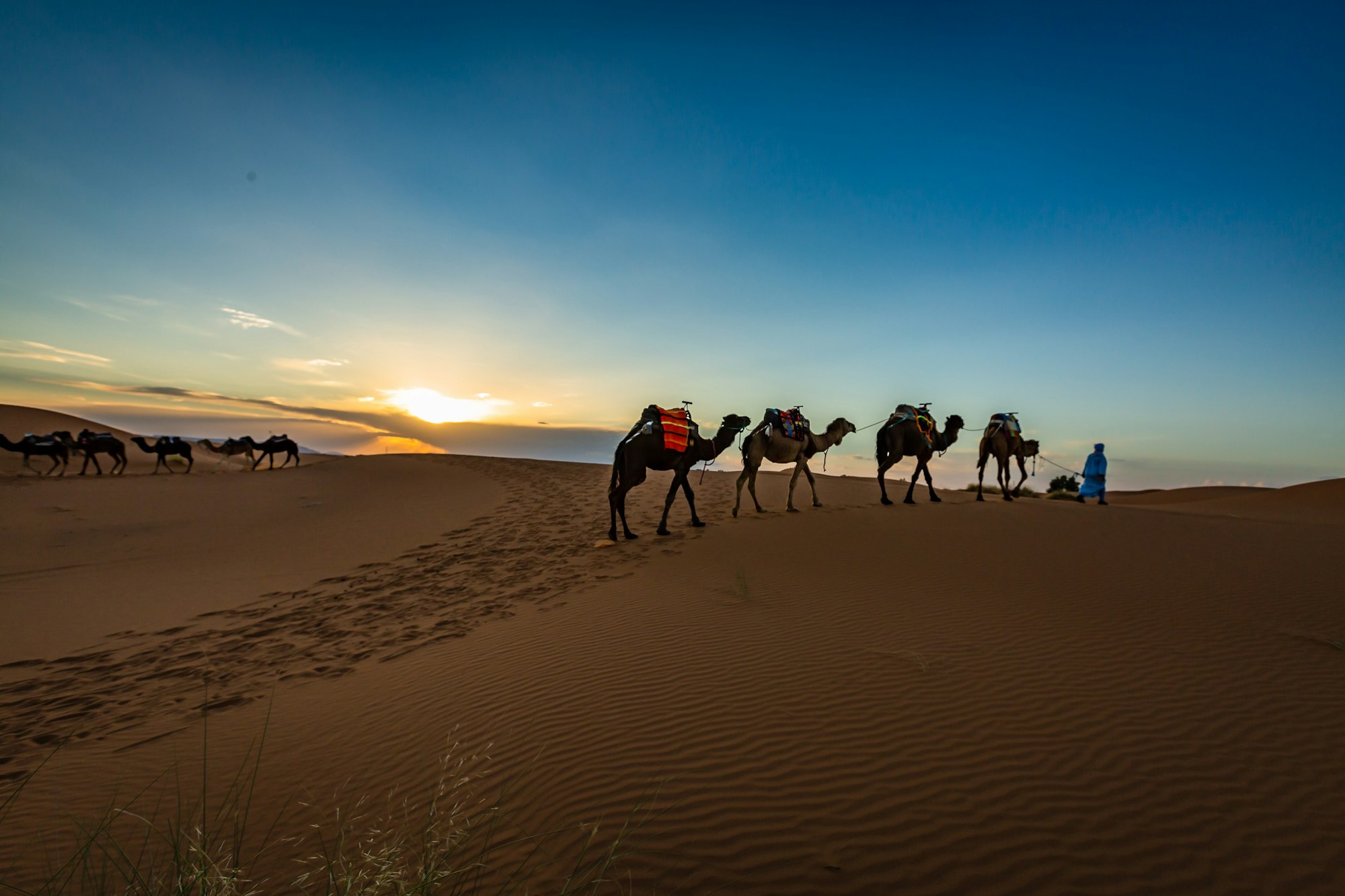 Camels at dusk