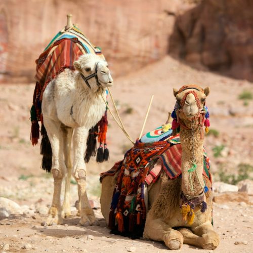 Camels
