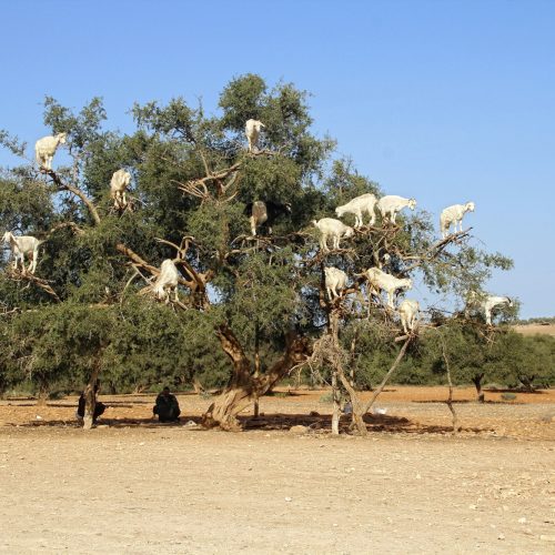 Essaouira, Morocco »; Spring 2017: Goats on top of a tree