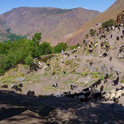 Herd of sheep in the Atlas Mountains of Morocco