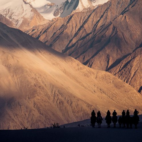 Silhouette image of camels caravan in the Hunder desert , Nubra valley ,India